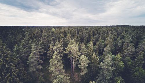 Plants growing on landscape against sky