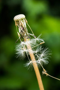 Close up of dandelion