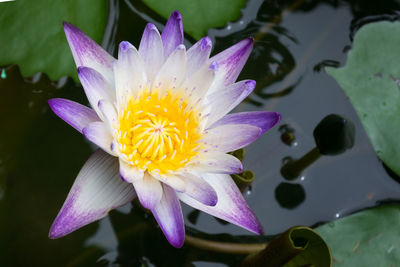 Close-up of purple water lily in lake