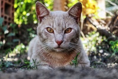 Portrait of cat