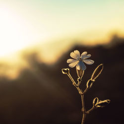 Close-up of flowering plant against sky