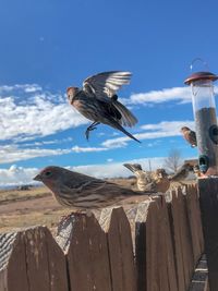 High angle view of seagulls on wooden post