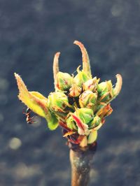 Close-up of flower buds