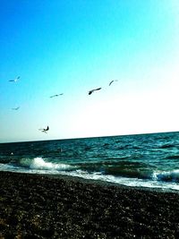 Birds flying over sea against blue sky