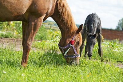 Horse grazing on field