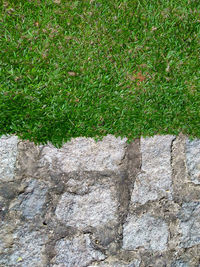 Close-up of grass growing on rock