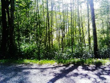 Trees growing in forest