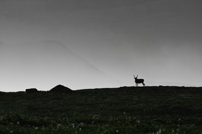 Silhouette of horse on field against sky