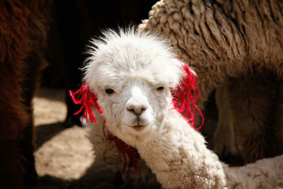 Close-up portrait of a alpaca