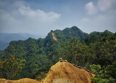 Scenic view of trees in forest against sky