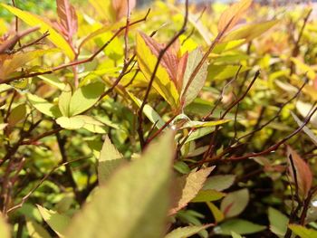 Close-up of leaves