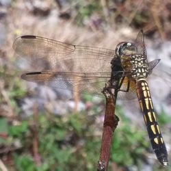 Close-up of dragonfly on twig