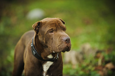 Close-up of shar-pei looking away