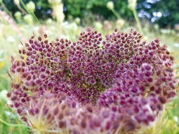 Close-up of purple flowers