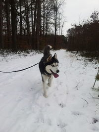 Dog standing on snowy field