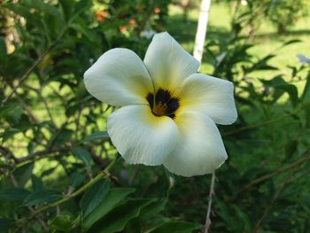 Close-up of flower