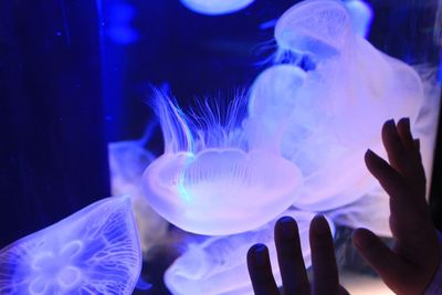 Close-up of jellyfish against blue background