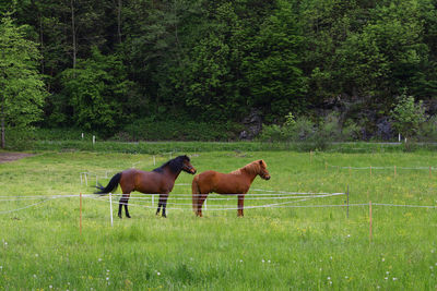 Horses on grassy field