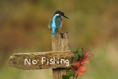 Close-up of bird perching on wooden post