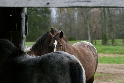 Horses in a field