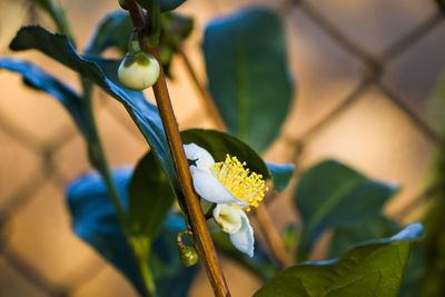 Close-up of flowering plant