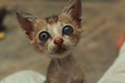 Close-up portrait of kitten