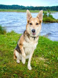 Portrait of dog sitting on grass by lake