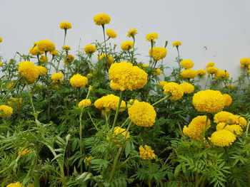Close-up of yellow flowers blooming in field