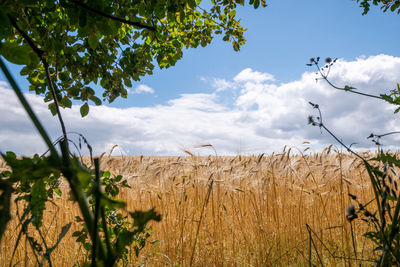 Plants growing on field against sky