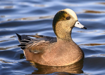 Close-up of duck swimming in lake