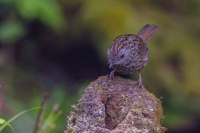 Close-up of a bird perching on a flower