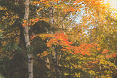 Autumn trees in forest
