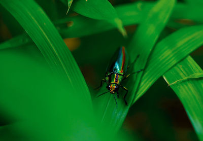 Close-up of insect on leaf