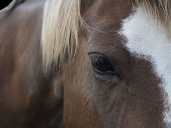 Close-up of a horse