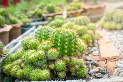 High angle view of succulent plant on field