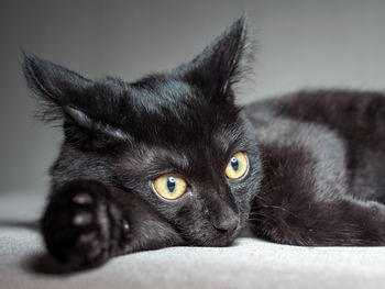 Close-up portrait of black cat