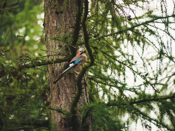 Low angle view of bird perching on tree