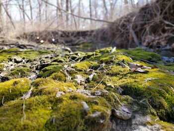 Incredible creek bed