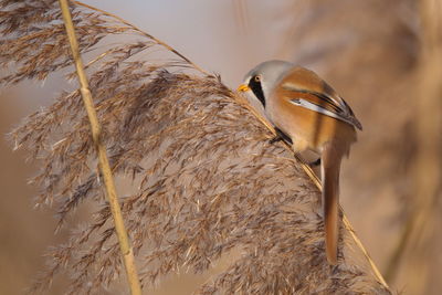 Close-up of bird perching outdoors