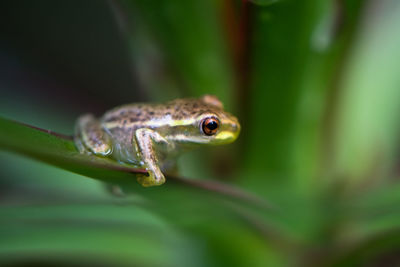 Close-up of frog on leaf