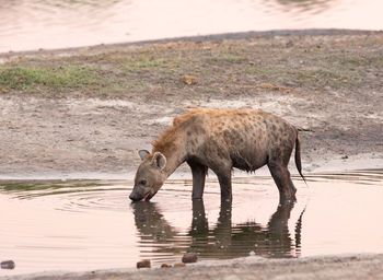 Elephant drinking water from a lake
