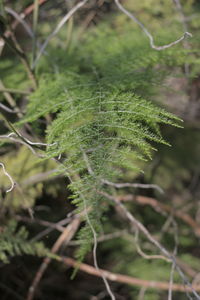 Close-up of green leaves