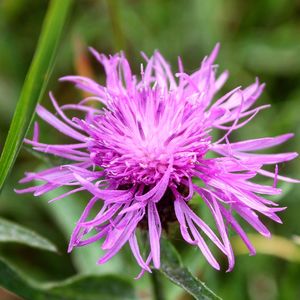 Close-up of flower blooming outdoors