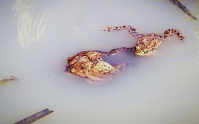 High angle view of fish on shore