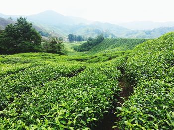 Scenic view of agricultural field