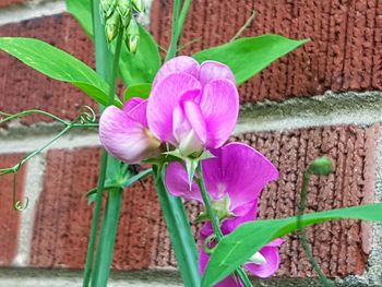 Close-up of pink flowers blooming outdoors