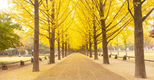 Footpath amidst trees in park during autumn