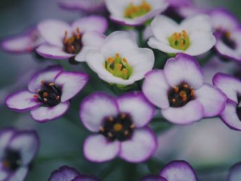 Close-up of purple flowers