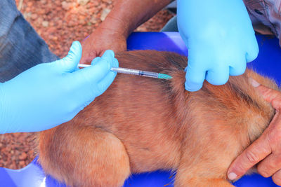 Midsection of veteran injecting dog on stretcher