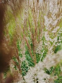 Close-up of plant in forest